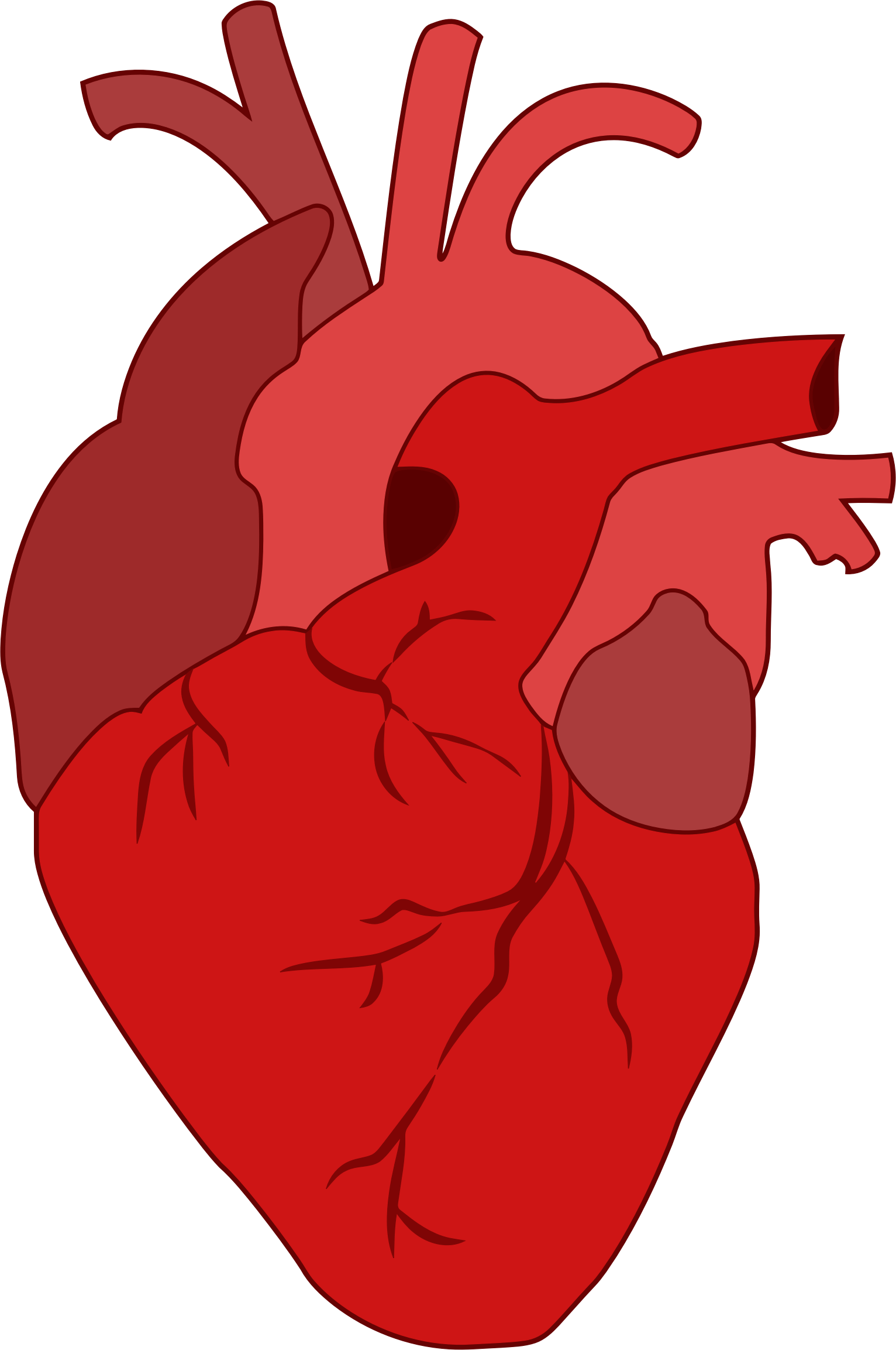real heart png - Real Heart Clipart - Heart | #1177487 - Vippng